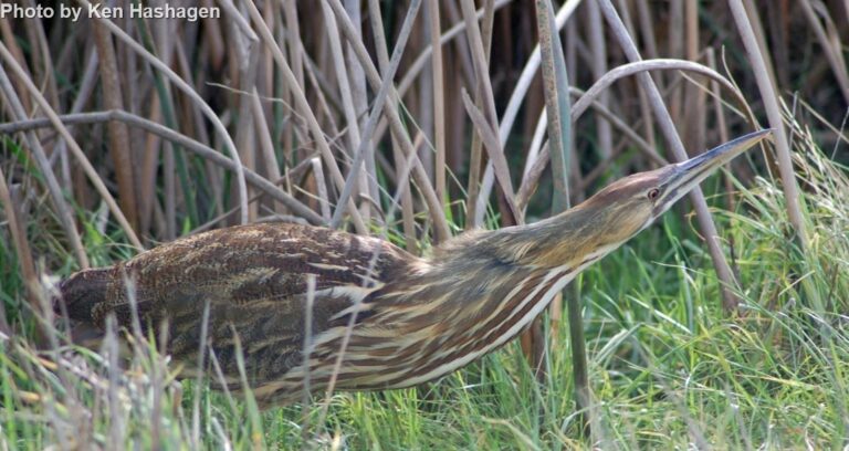 American Bittern