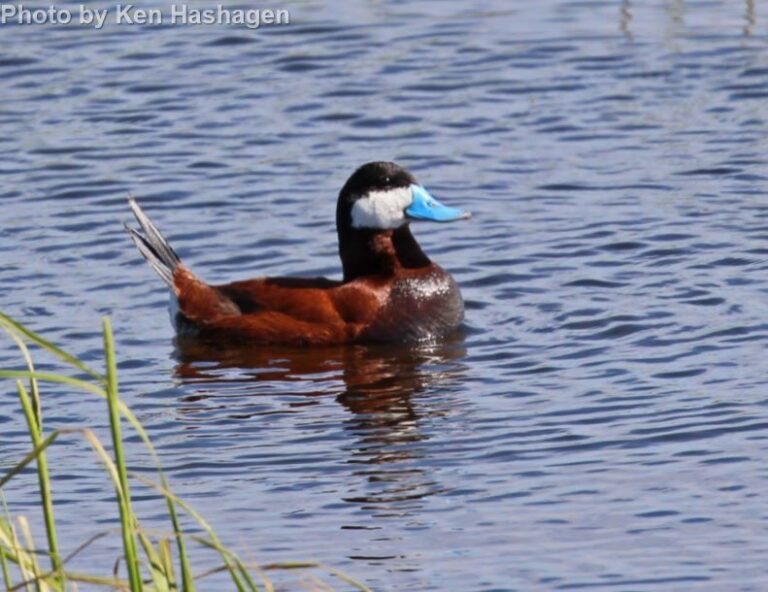 Ruddy Duck