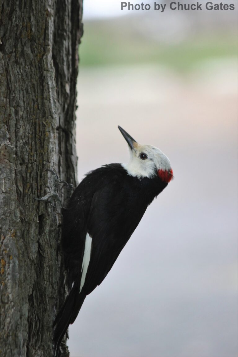 White-headed Woodpecker