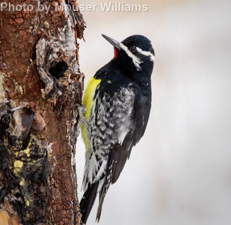 Williamson’s Sapsucker