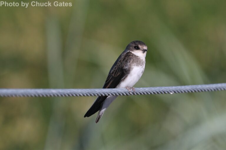 Bank Swallow