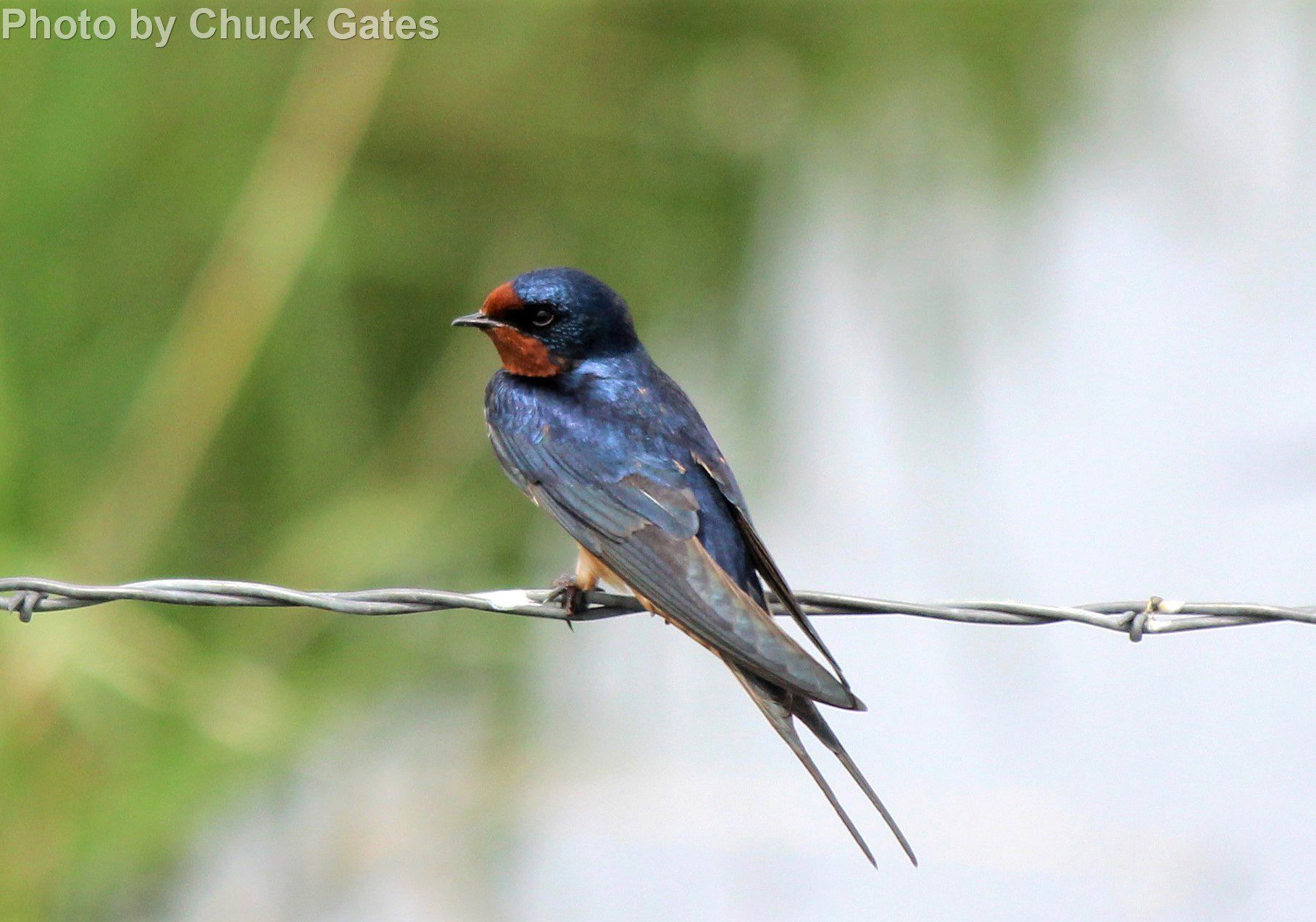 Barn Swallow