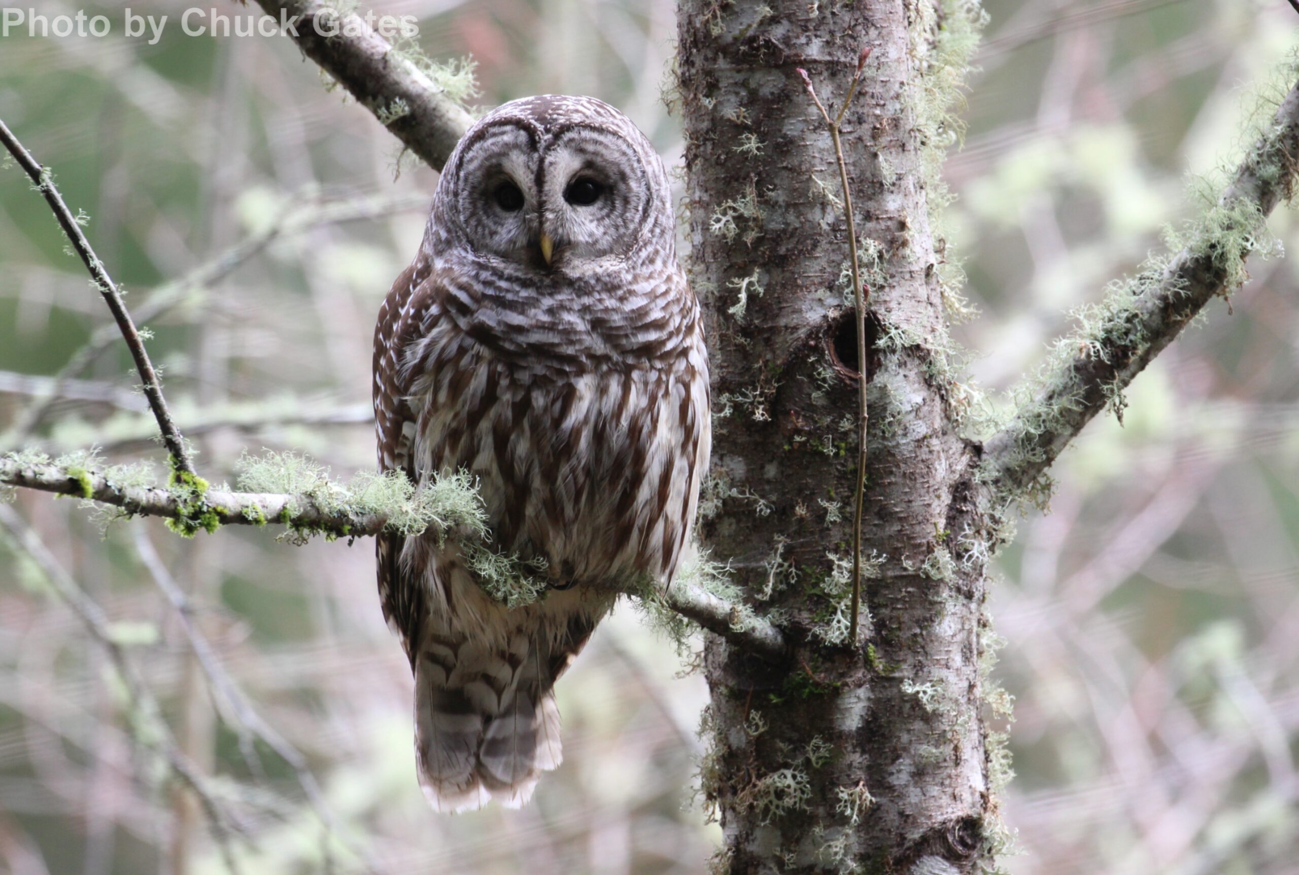 Barred Owl