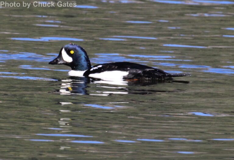 Barrow’s Goldeneye