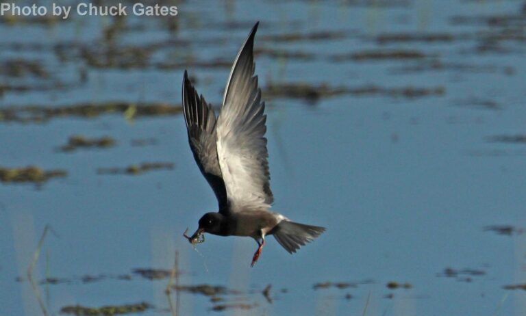 Black Tern