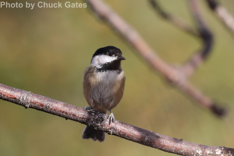 Black-capped Chickadee