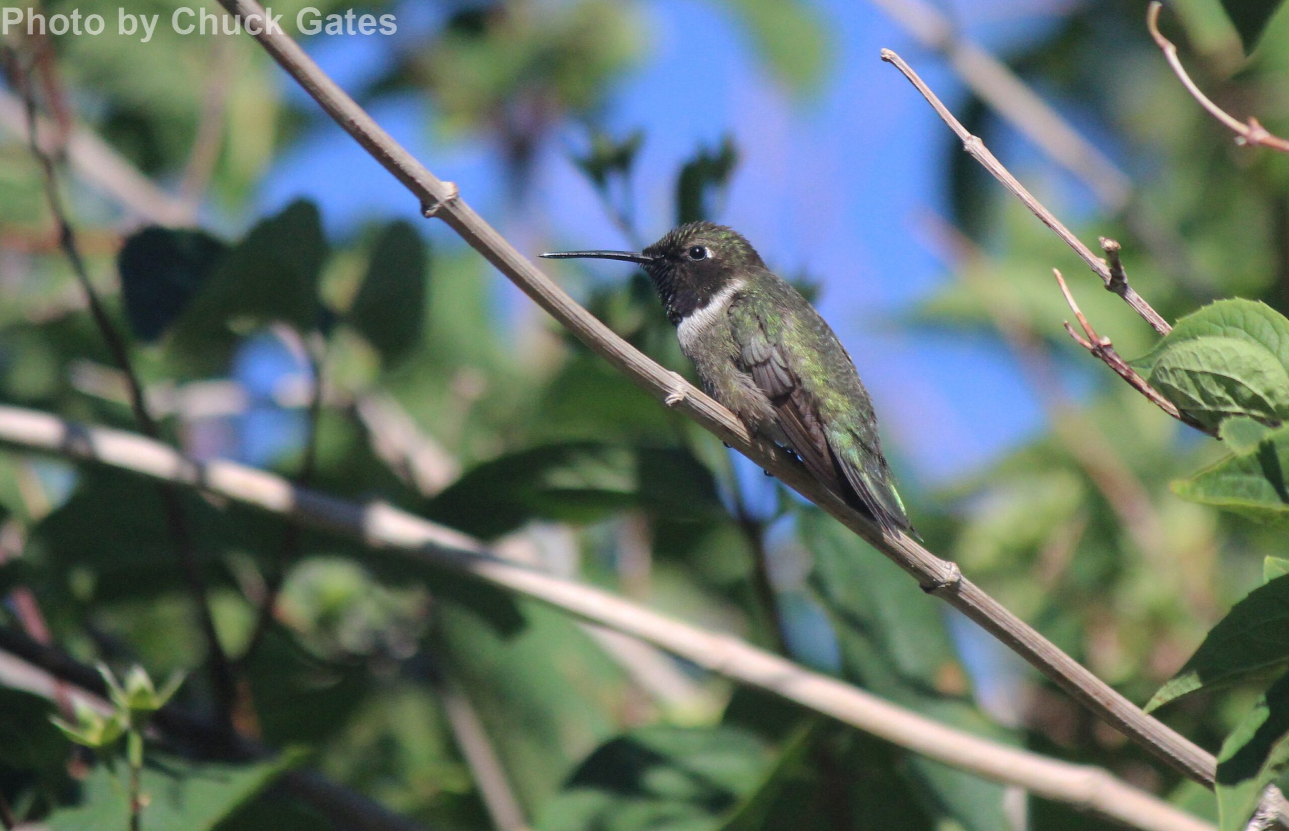 Black-chinned Hummingbird