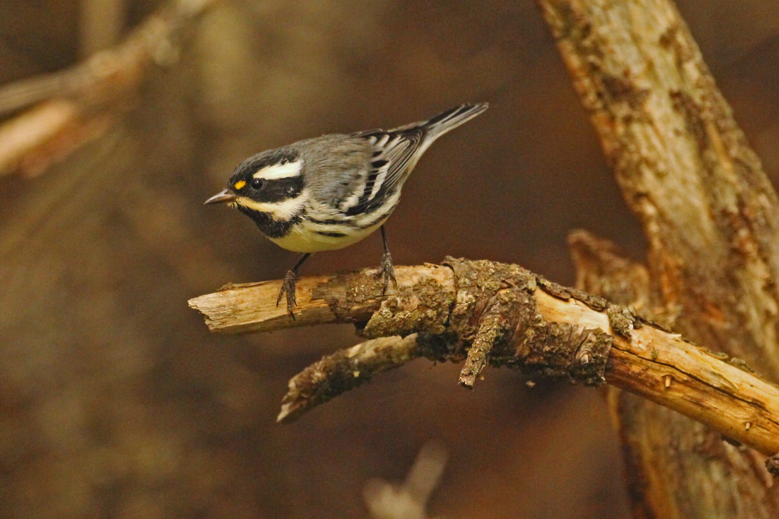 Black-throated Gray Warbler