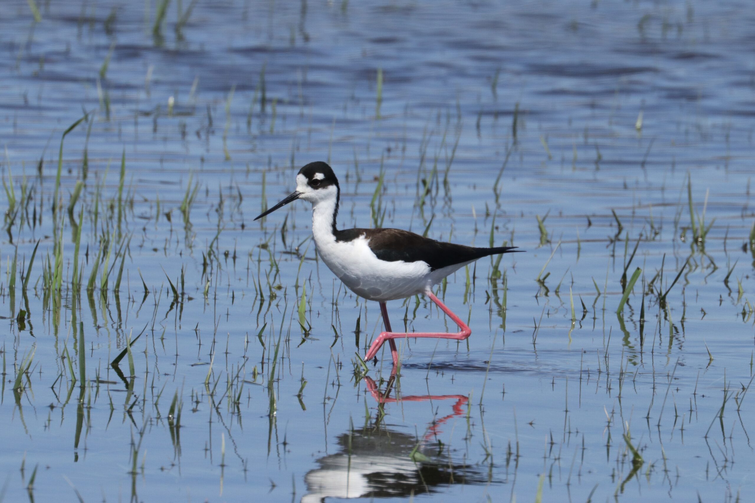 Black-necked Stilt