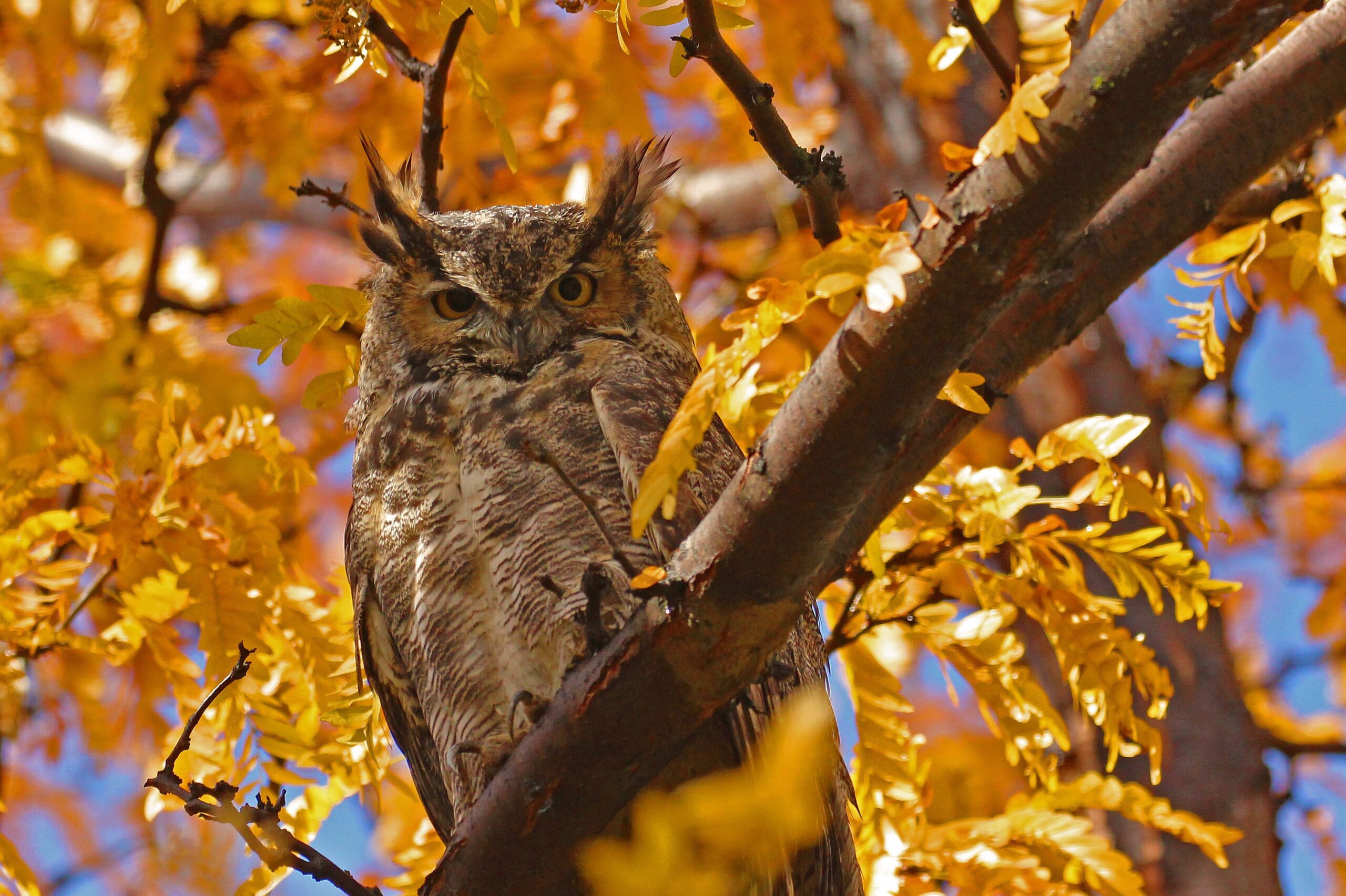 Great Horned Owl