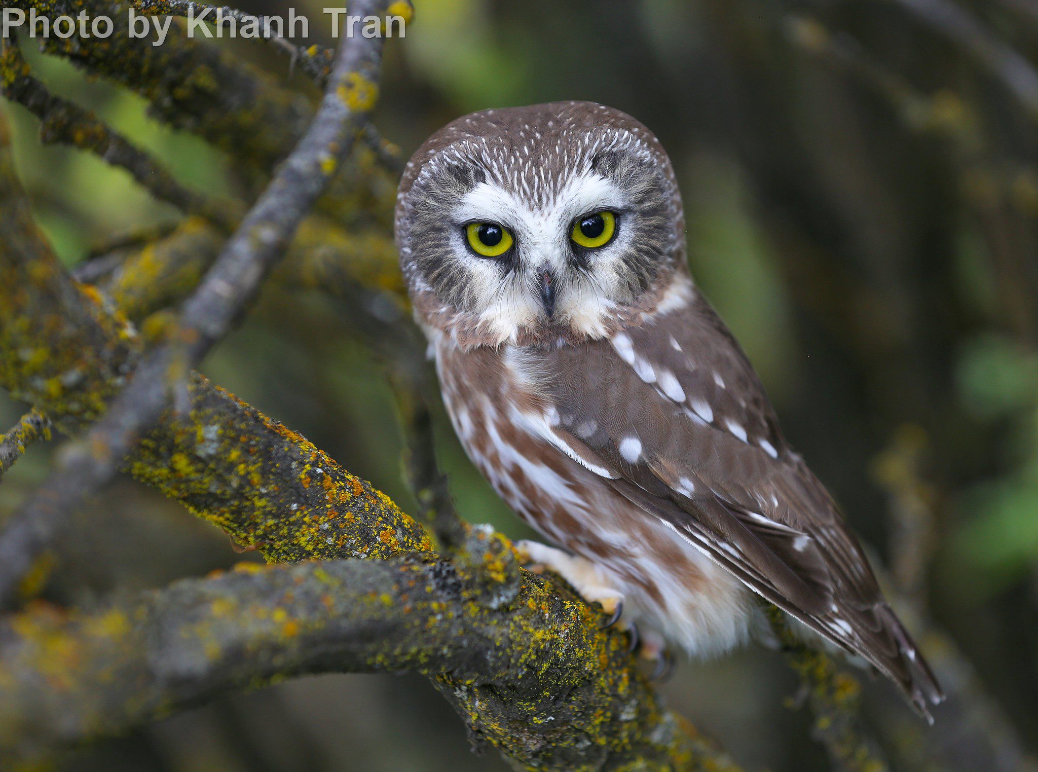 Northern Saw-whet Owl