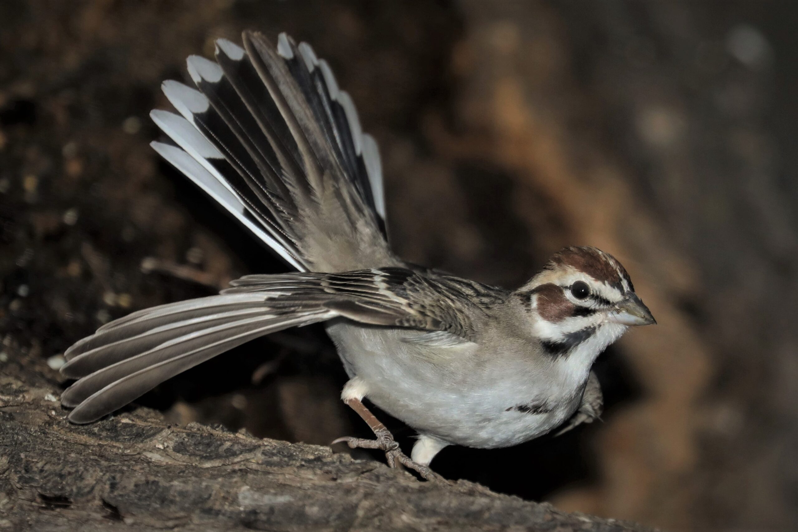 Lark Sparrow