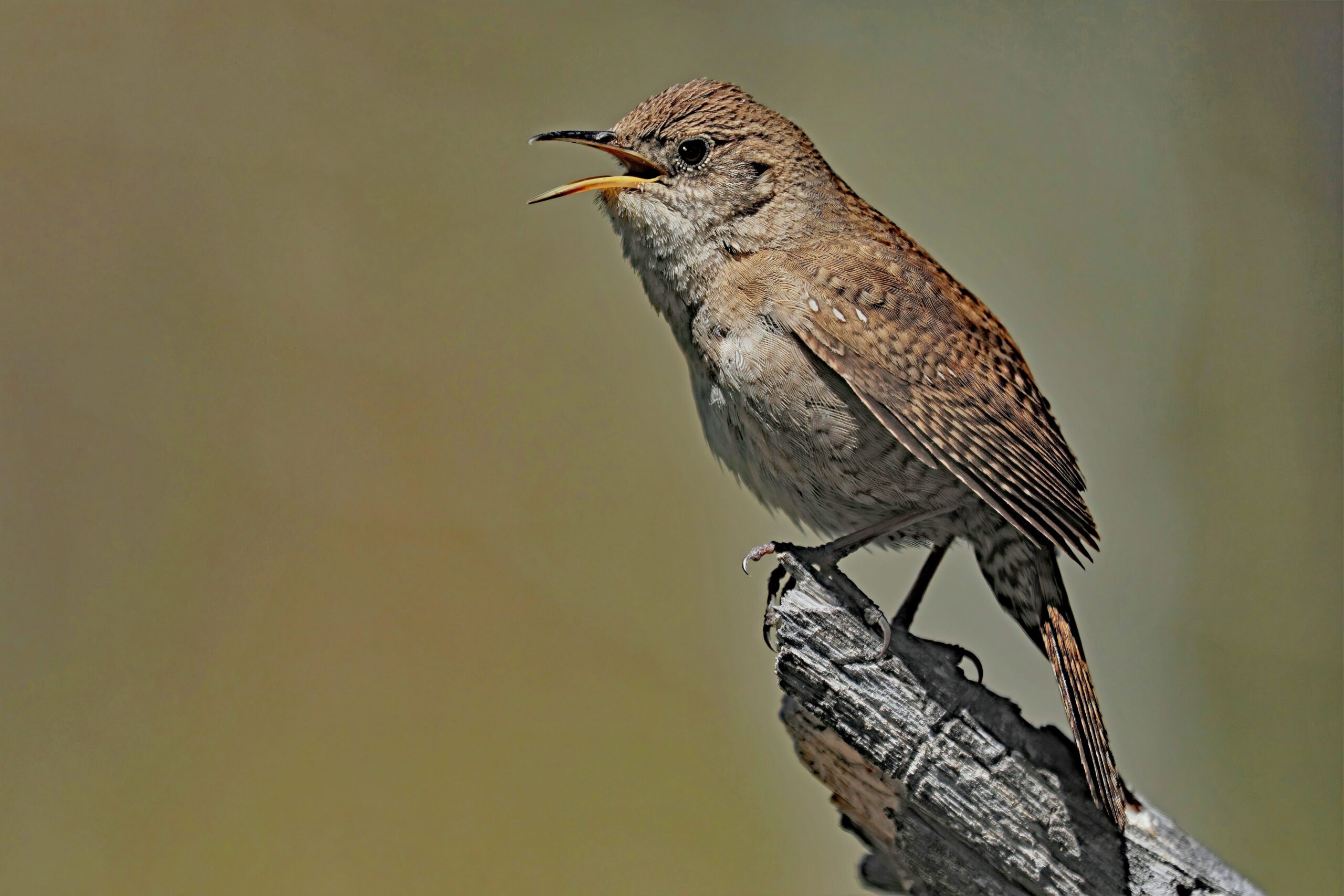 House Wren