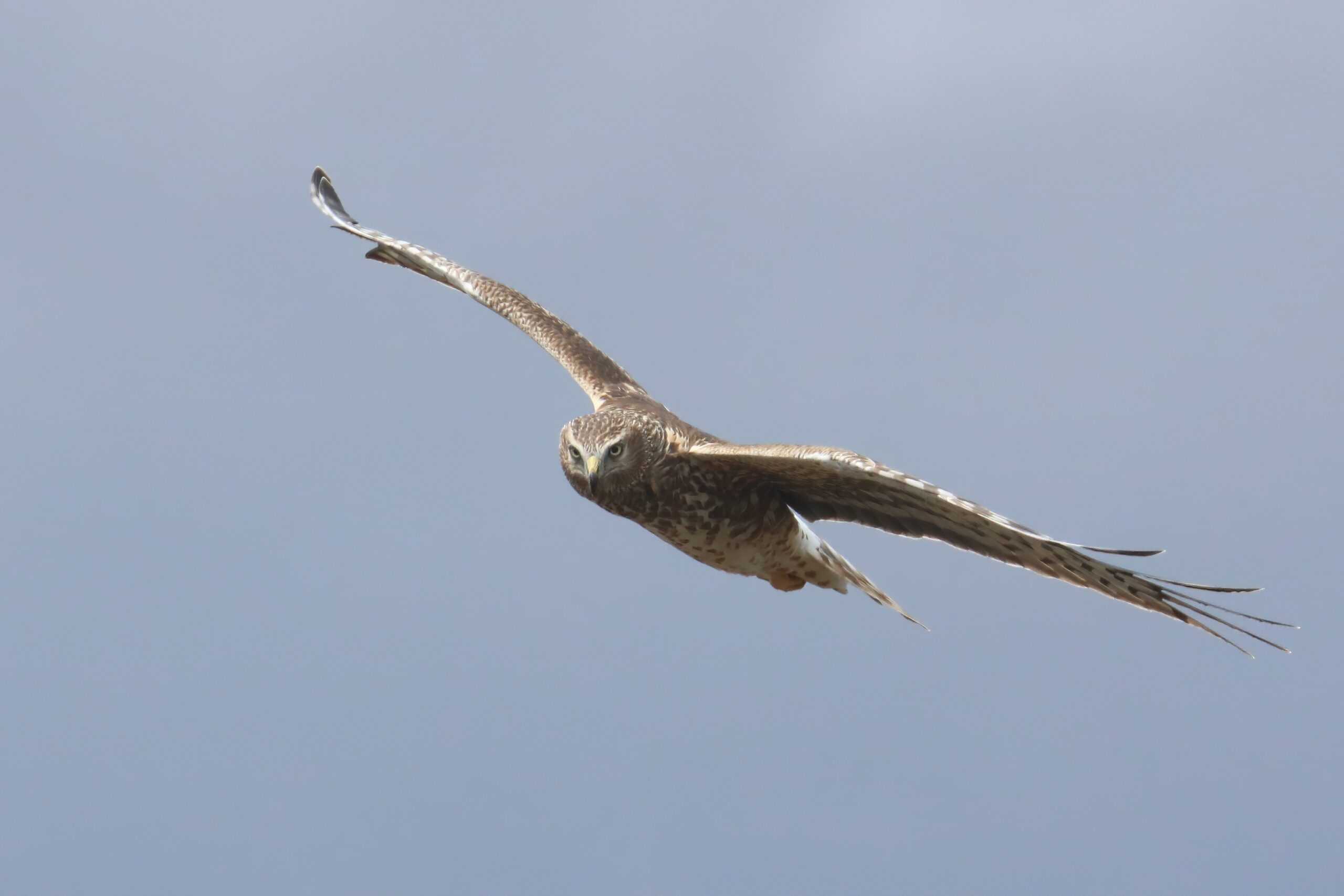 Northern Harrier