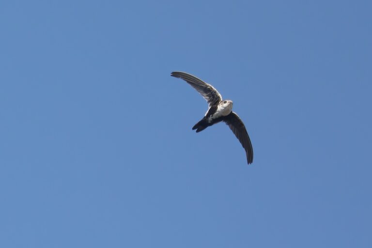 White-throated Swift