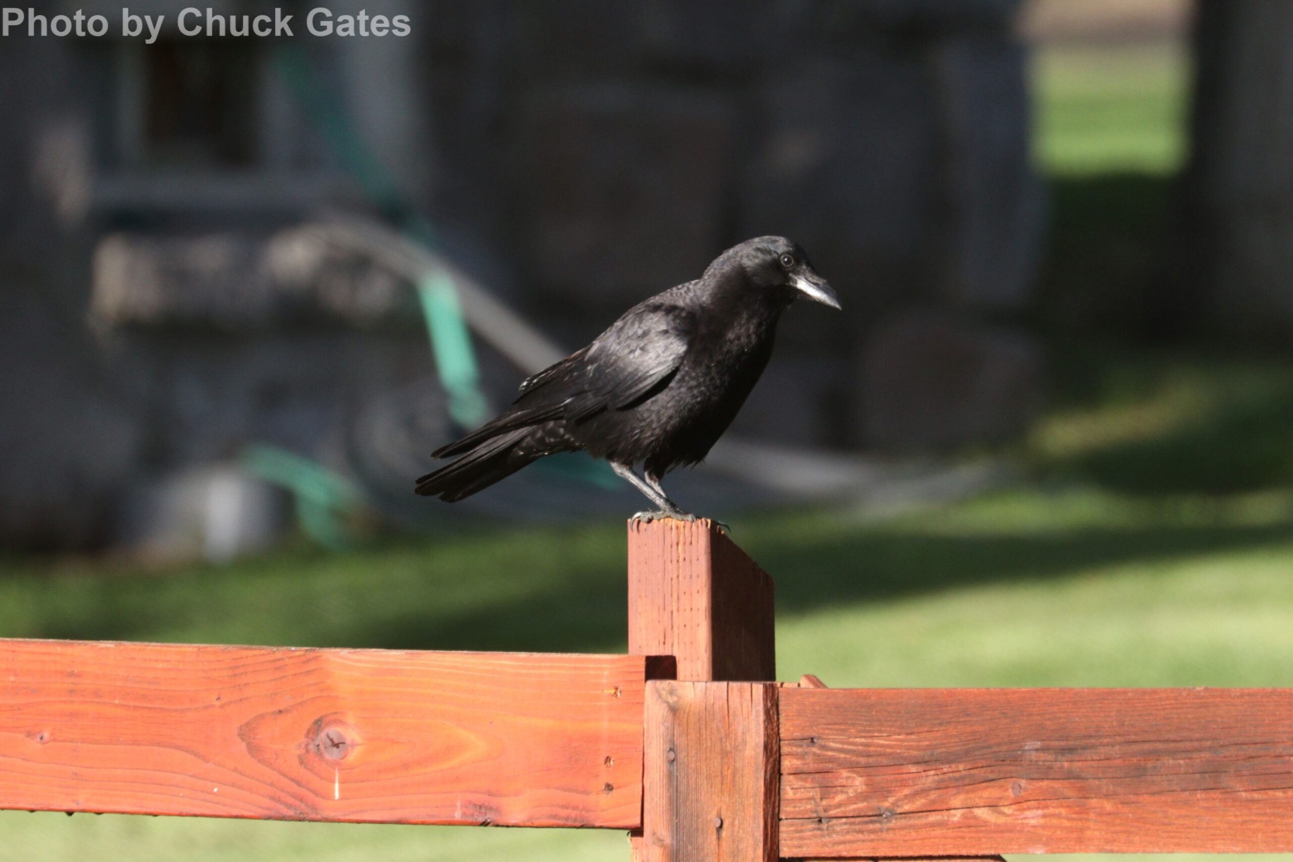 American Crow