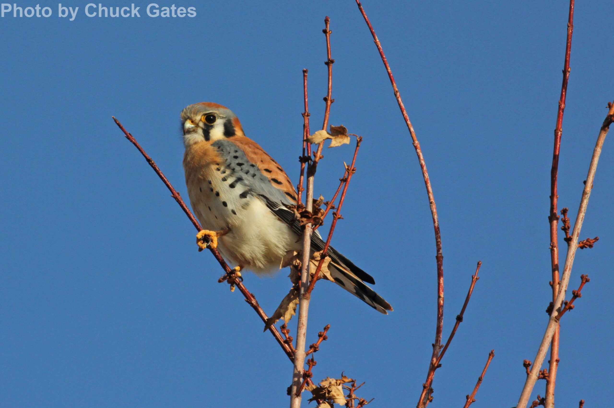 American Kestrel