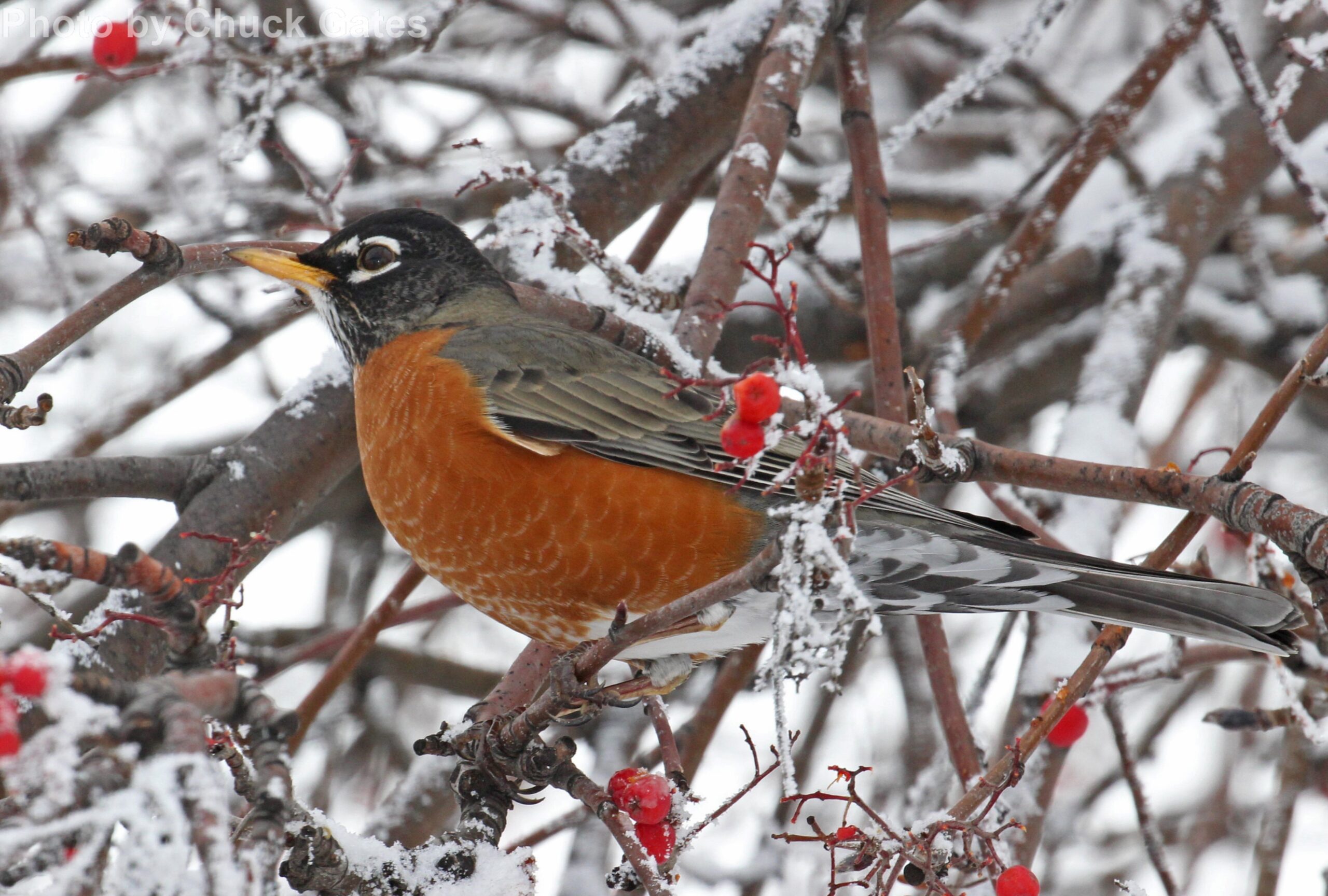 American Robin