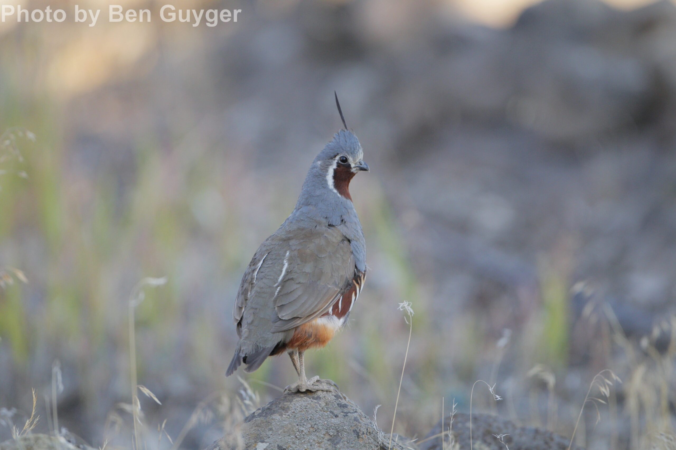 Mountain Quail