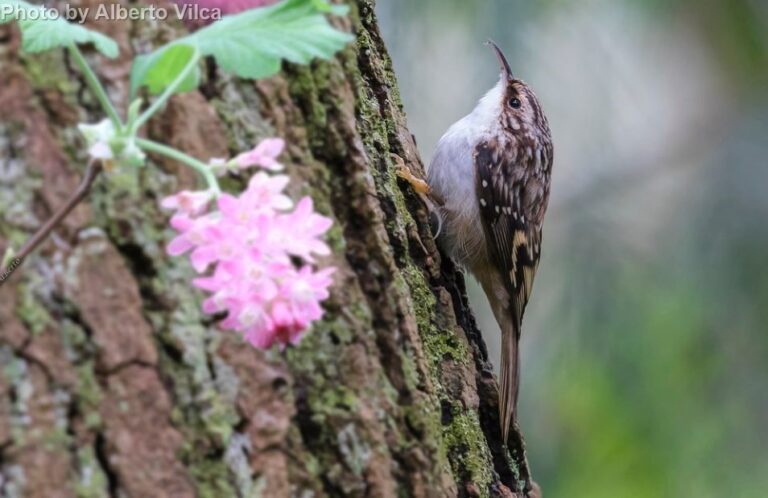 Brown Creeper