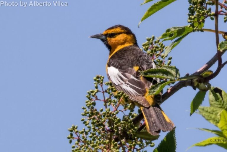 Bullock’s Oriole