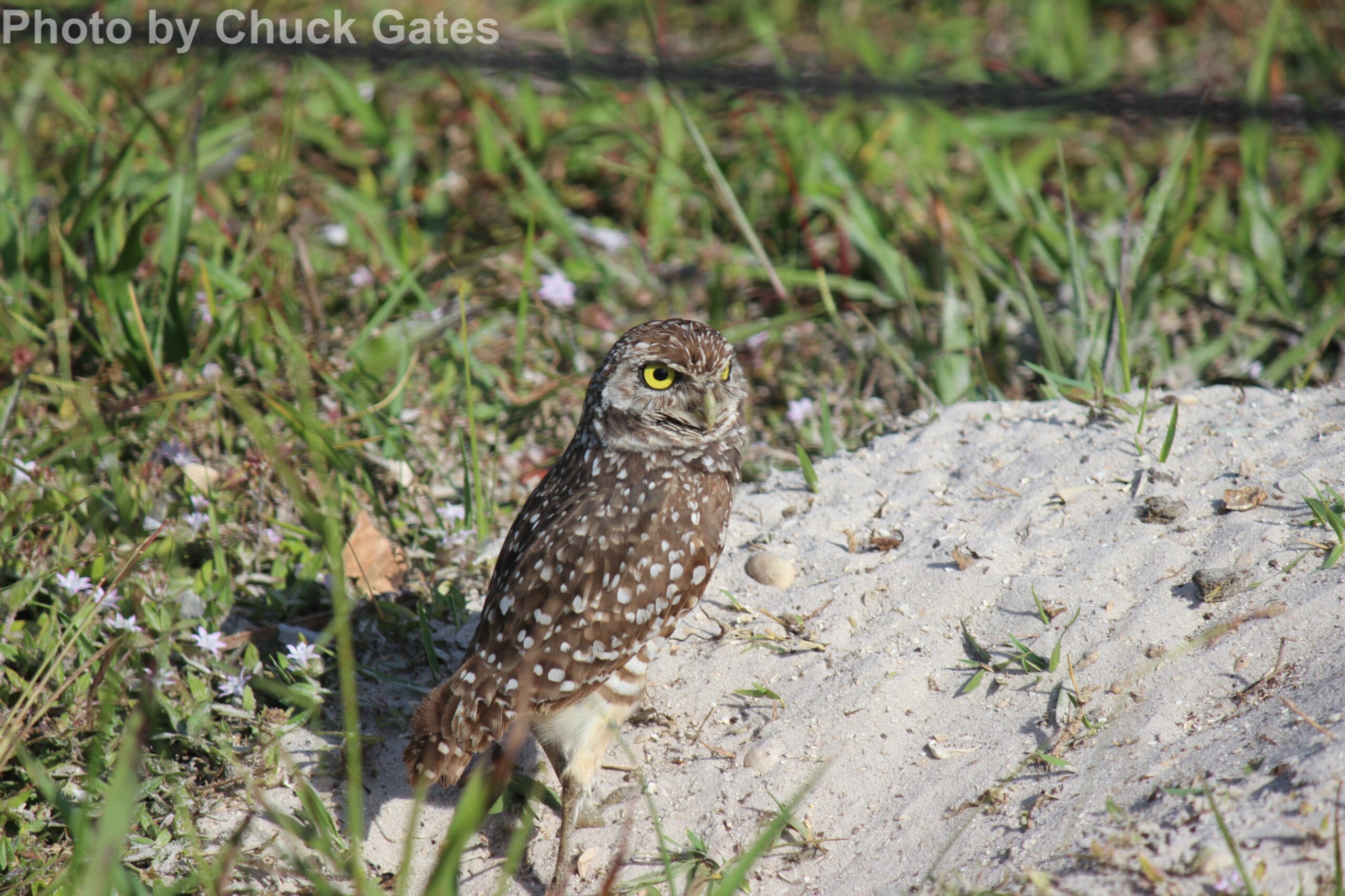 Burrowing Owl