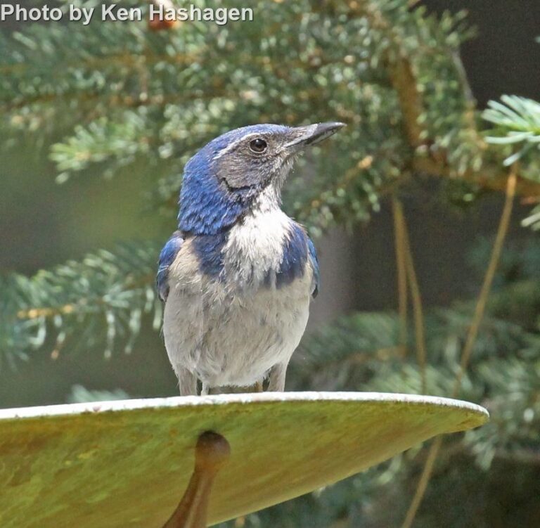 California Scrub-Jay