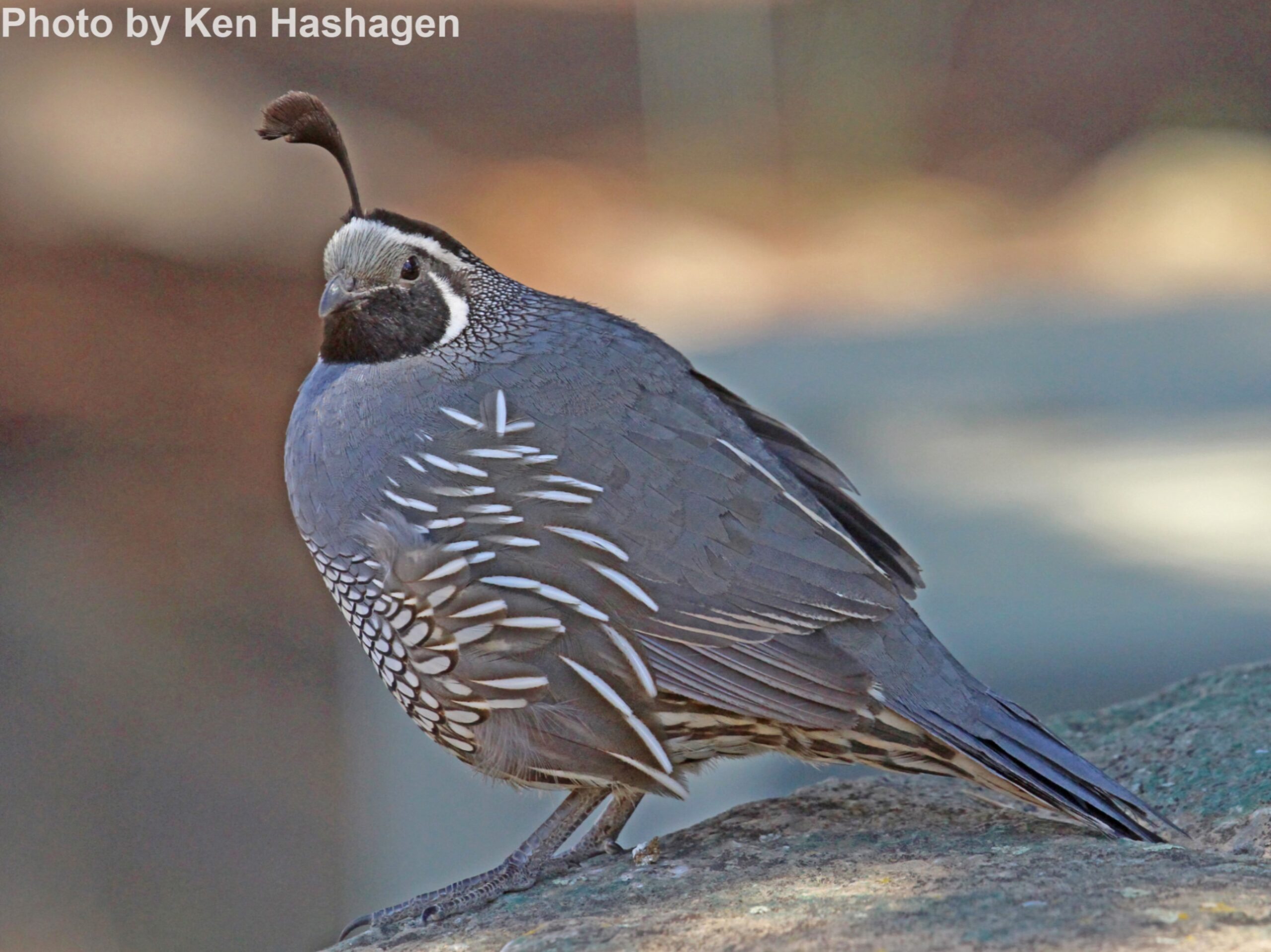 California Quail