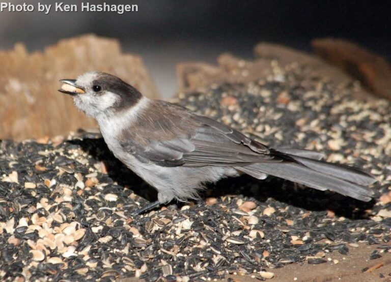 Canada Jay