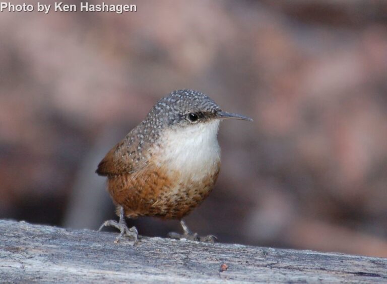 Canyon Wren