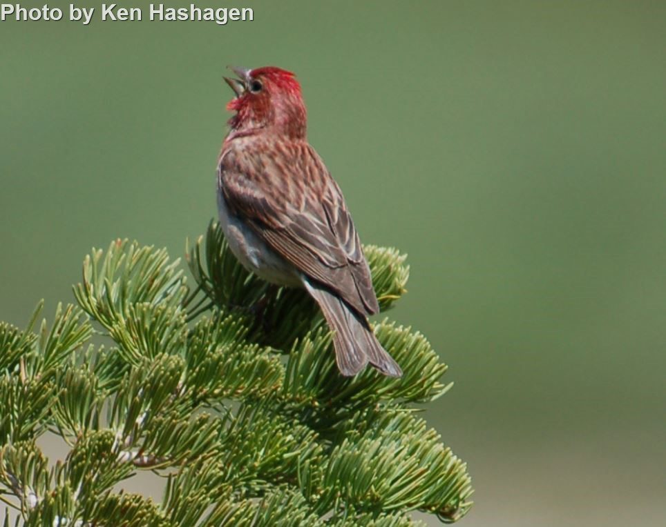 Cassin’s Finch