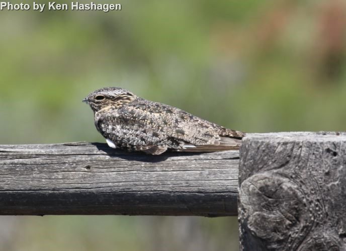 Common Nighthawk