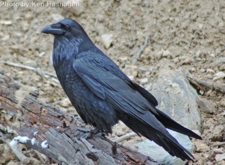 Common Raven