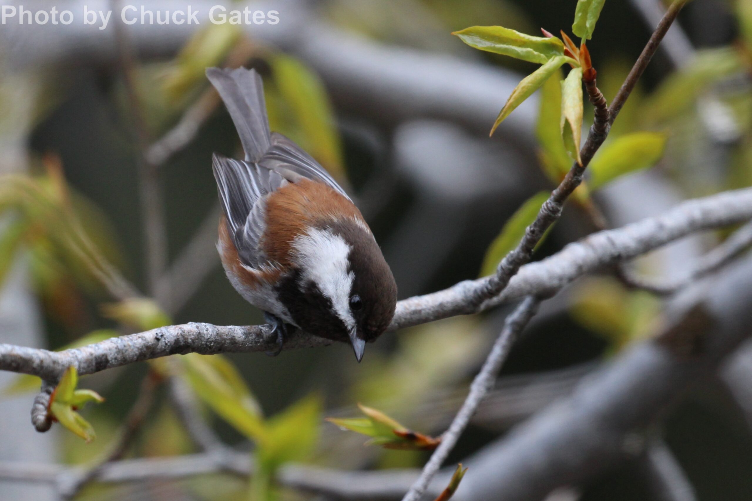 Chestnut-backed Chickadee