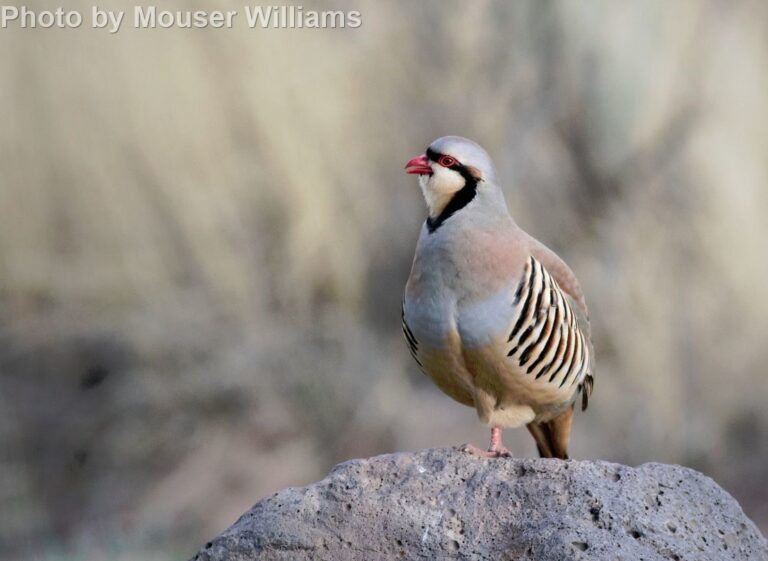 Chukar