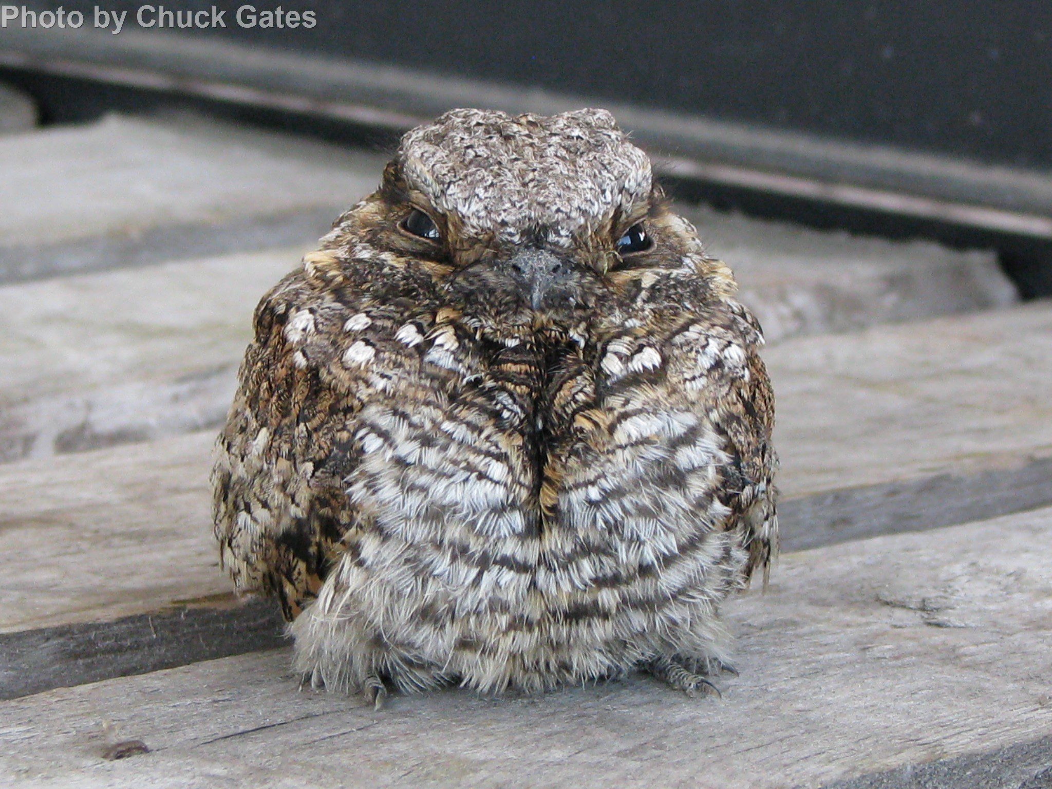 Common Poorwill