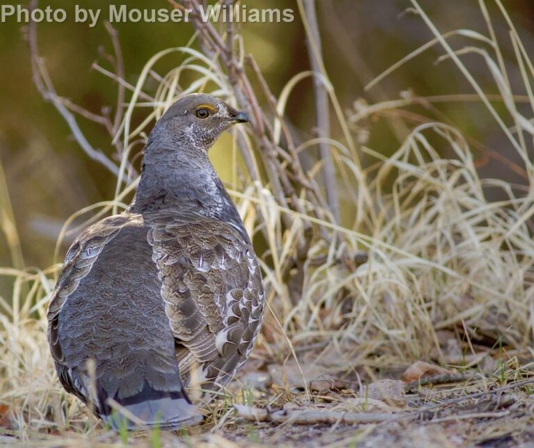 Dusky Grouse