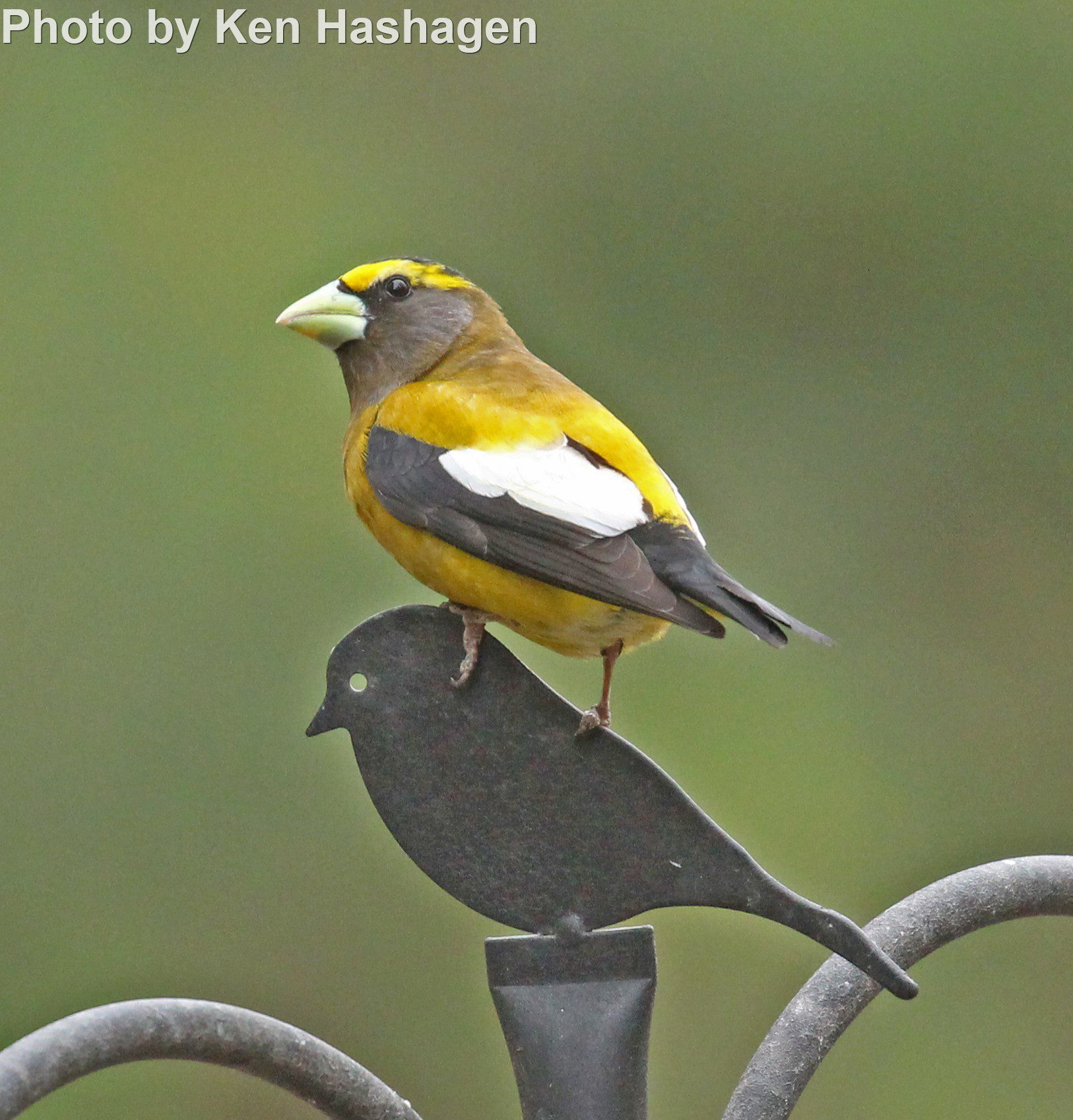 Evening Grosbeak