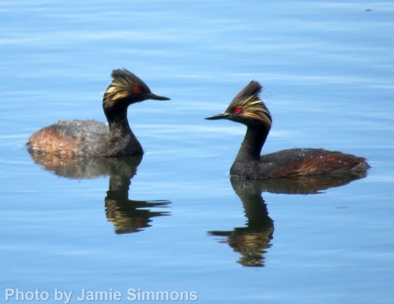 Eared Grebe