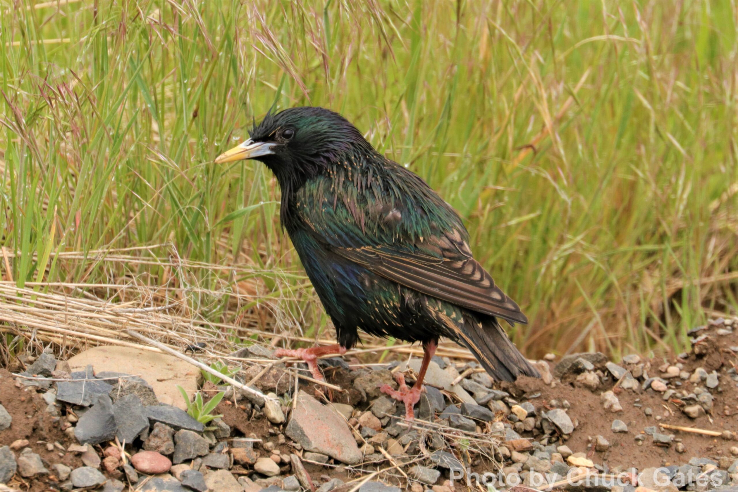 European Starling