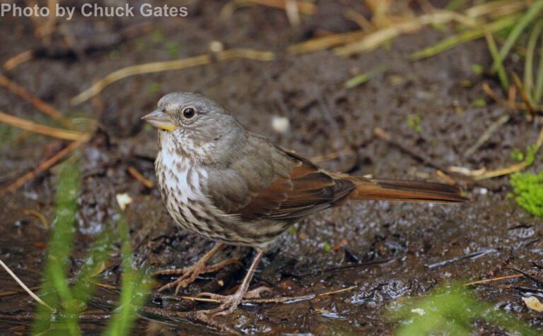 Fox Sparrow