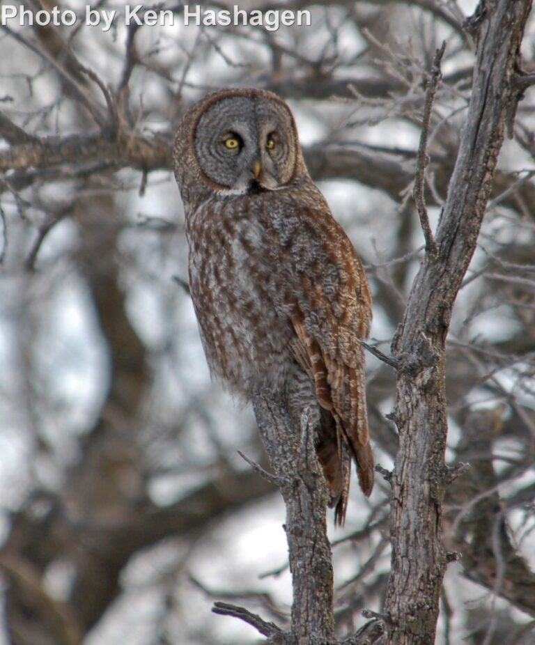 Great Gray Owl