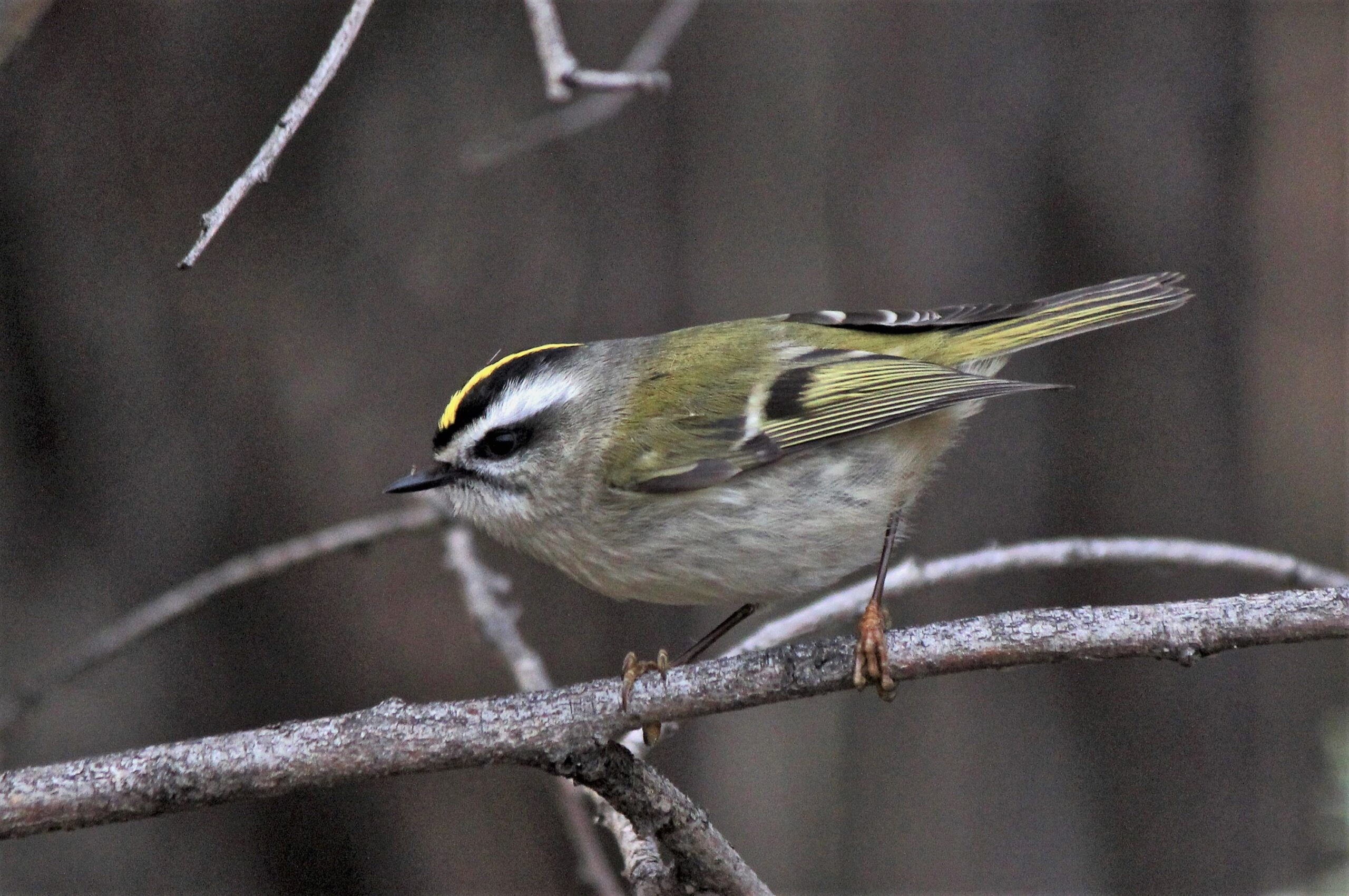 Golden-crowned Kinglet