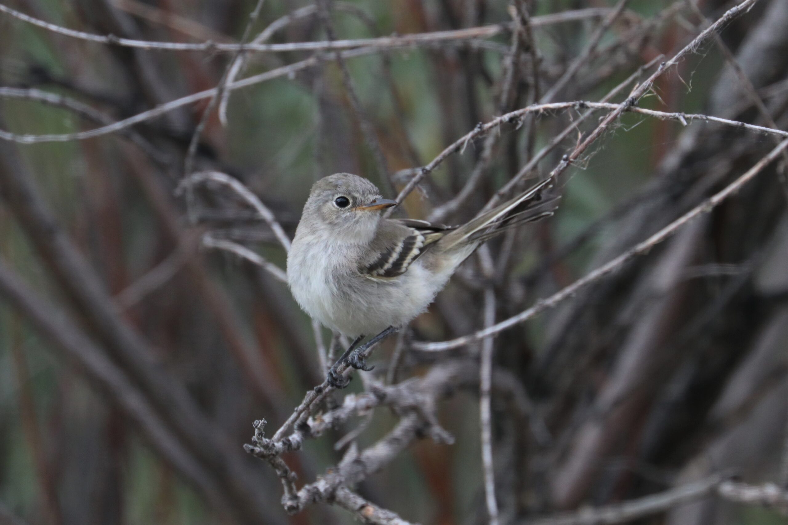 Gray Flycatcher