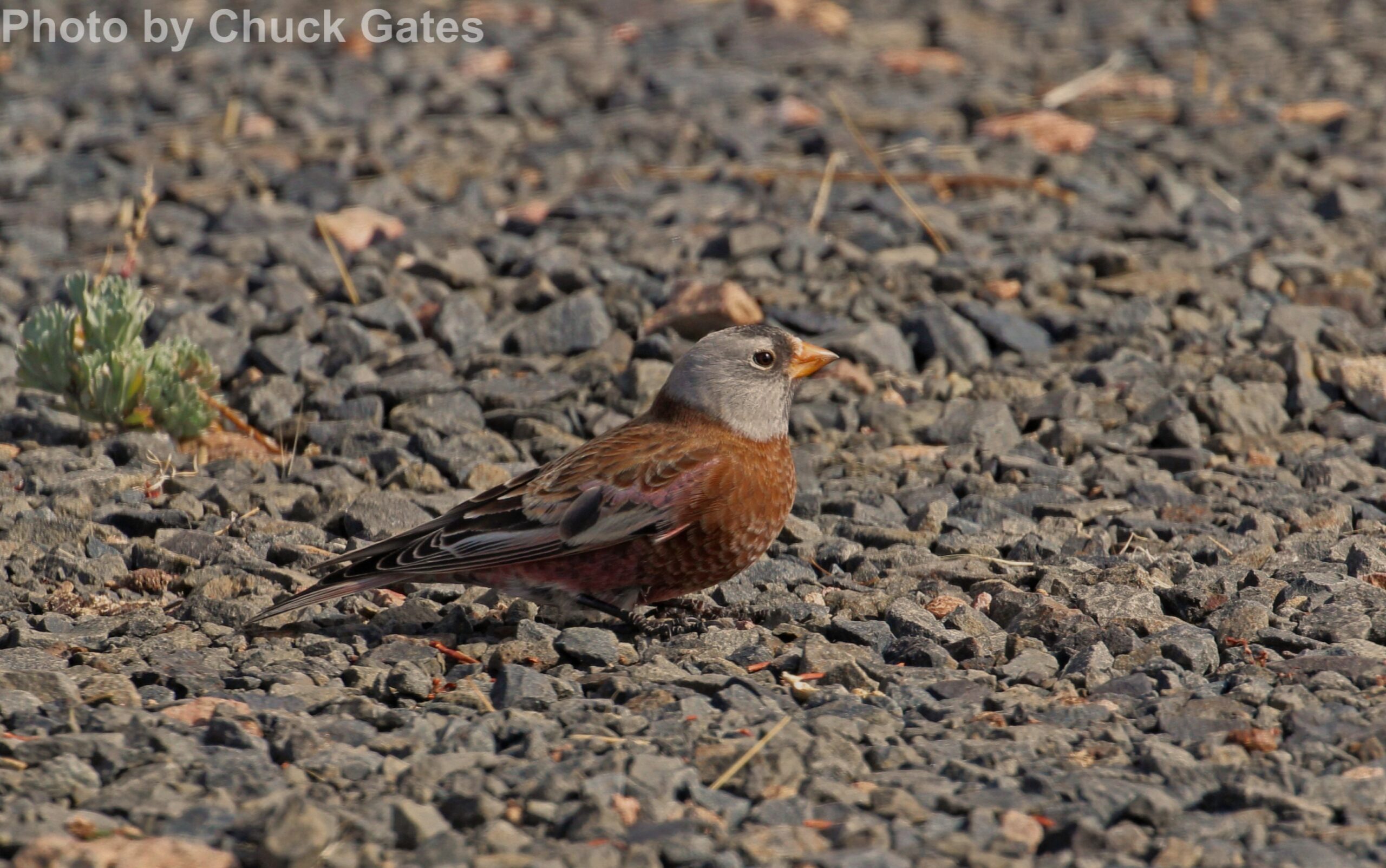 Gray-crowned Rosy Finch