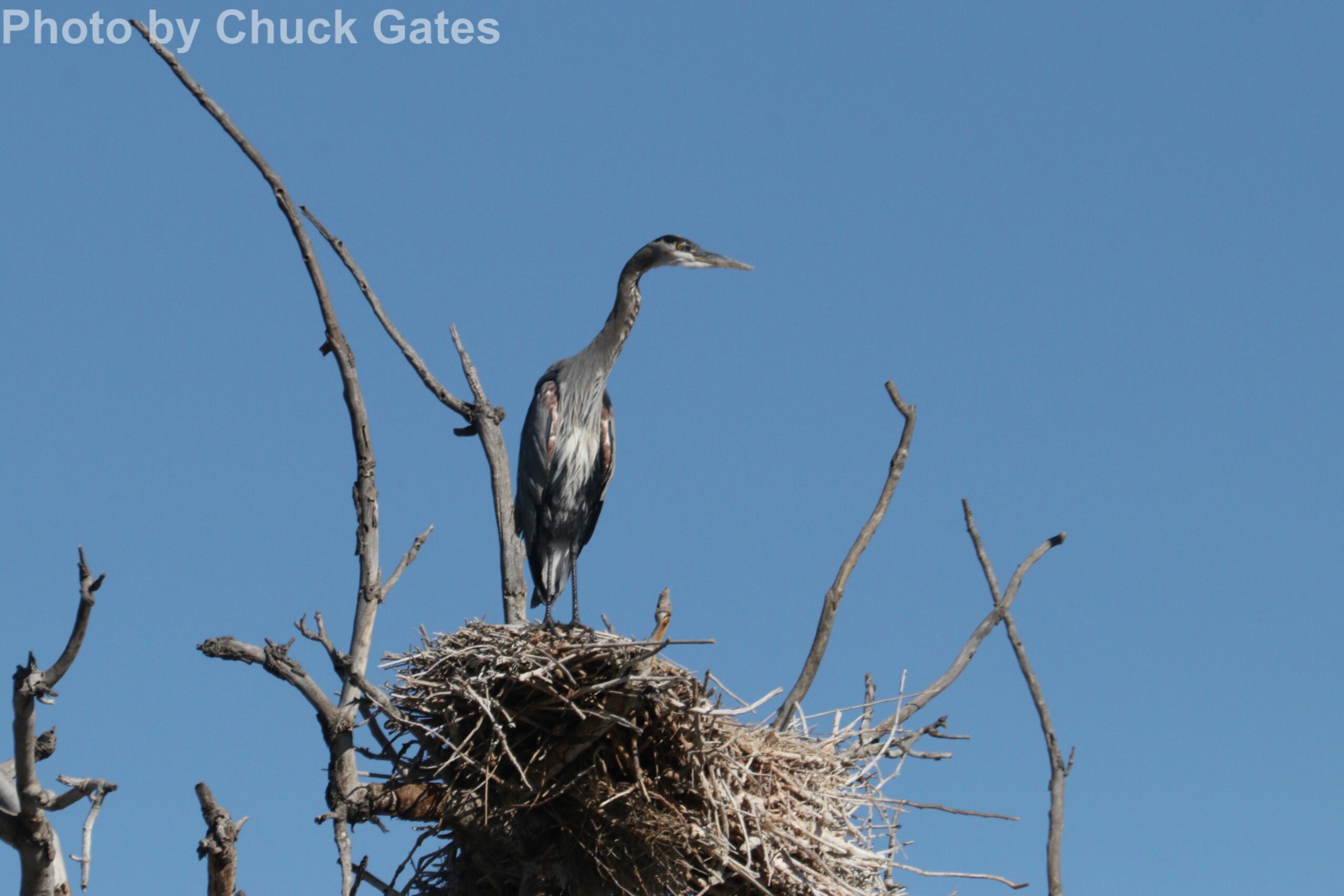 Great Blue Heron - Chuck Gates