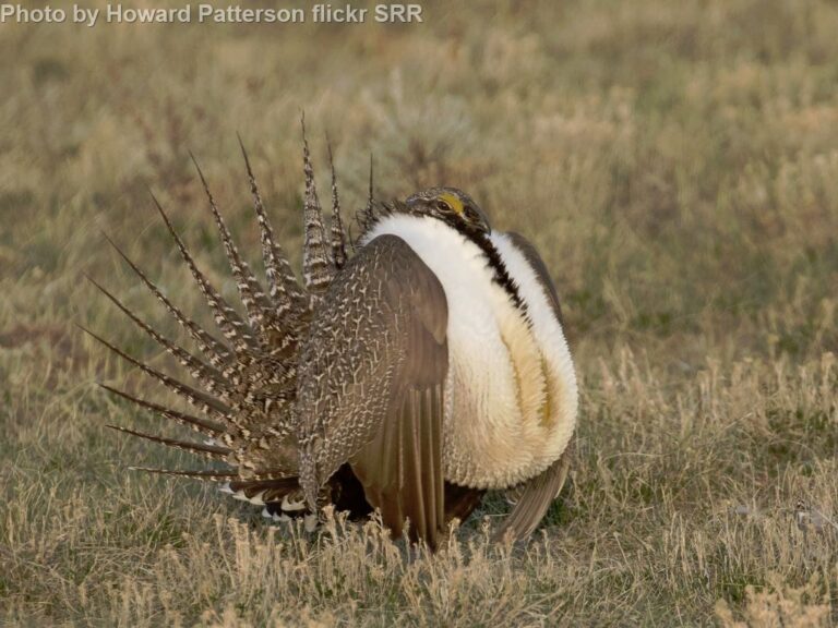 Greater Sage-Grouse