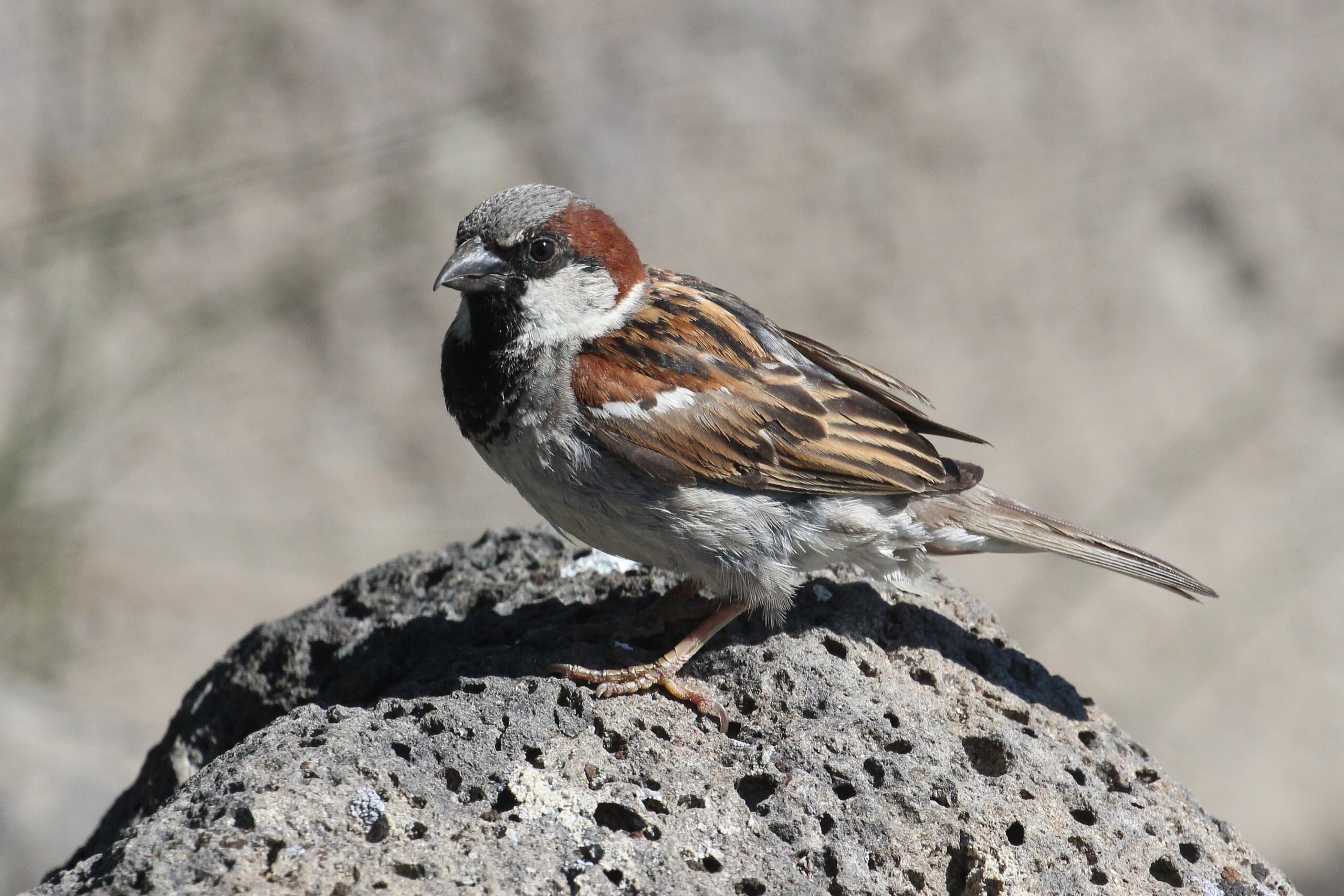 House Sparrow