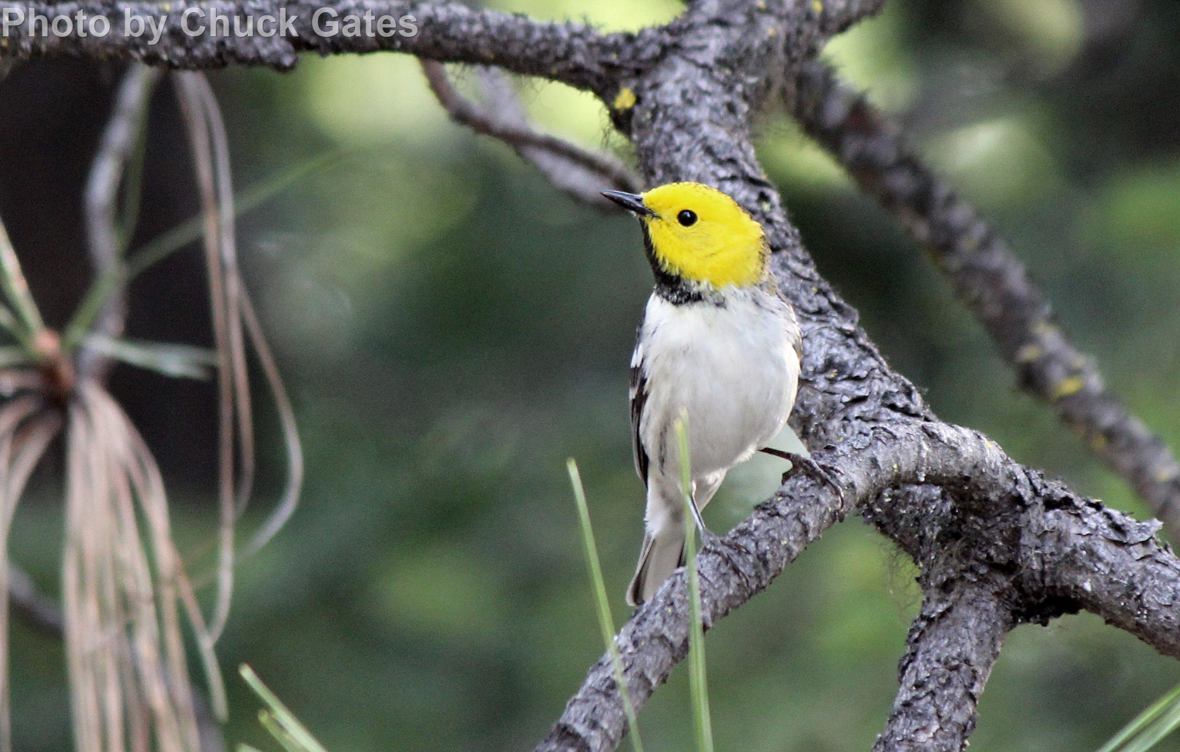 Hermit Warbler