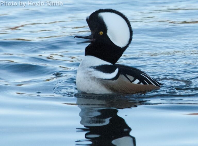 Hooded Merganser